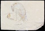 XL Fossil Shrimp Carpopenaeus - Lebanon #24051-1